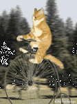 pic for bike kitty